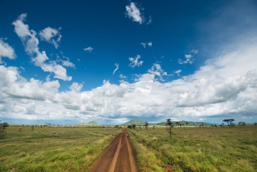Picture of Serengeti Safari Landscape Tanzania Africa