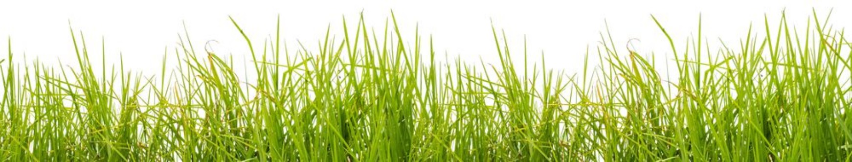 Bild på Tall Grass
