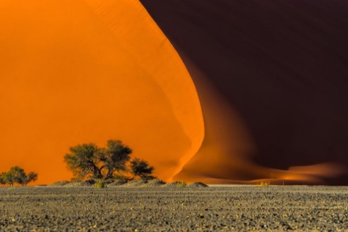 Picture of Dune 40 and trees at sunrise Sossusvlei Namib Naukluft National Park Namibia