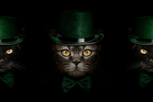 Afbeeldingen van Dark muzzle cat  in green hat and tie butterfly