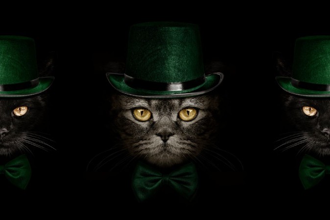 Picture of Dark muzzle cat in green hat and tie butterfly