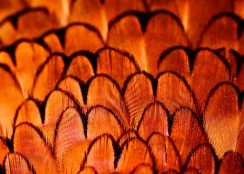 Picture of Pheasant feather
