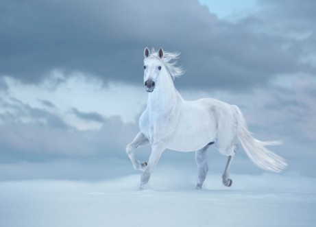 Image de White horse runs on snow on sky background