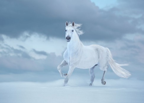 Bild på White horse runs on snow on sky background