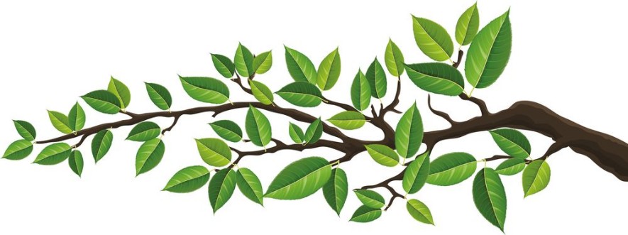 Picture of Horizontal banner with tree branch and green leaf isolated on white For background footer or nature design 