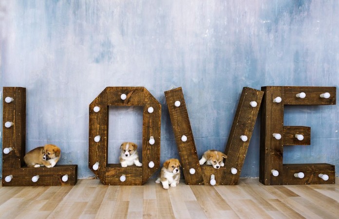 Image de Lovely puppies in studio against the background of the word love Holiday of spring March 8