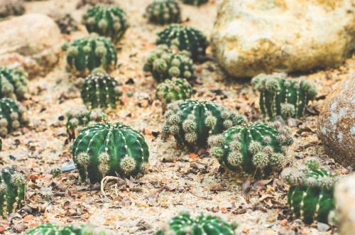 Bild på Cactus decorate on sand with rock in cactus garden desert plant