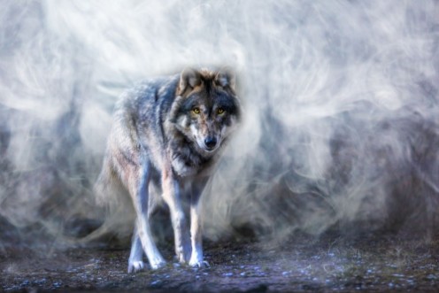 Afbeeldingen van Ein Wolf erscheint aus dichtem Nebel