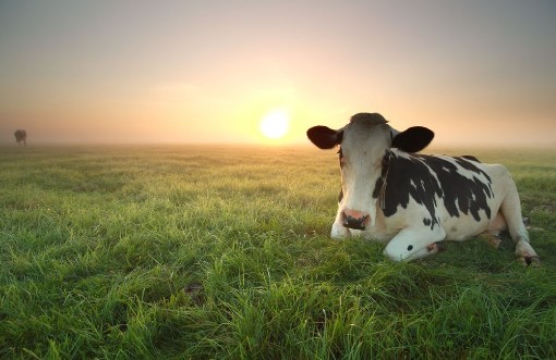 Afbeeldingen van Relaxed cow on pasture at sunrise