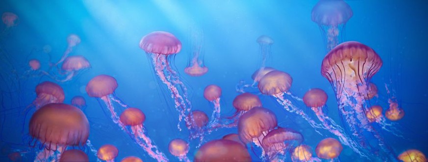 Bild på School of jellyfish illustration Sea Nettle