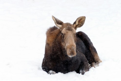 Afbeeldingen van Moose laying in white snow Winter wildlife 