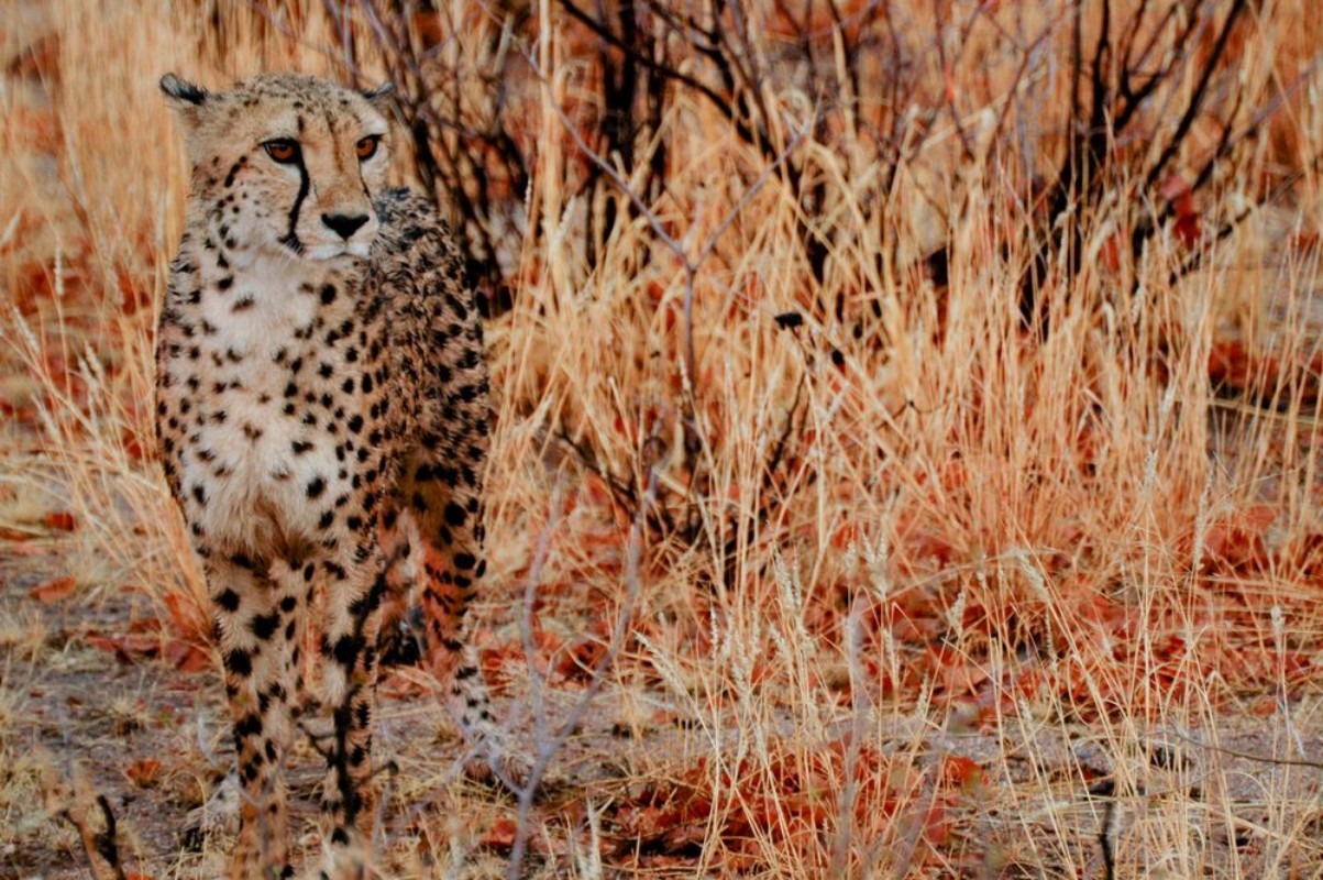 Bild på Camouflagge Cheetah