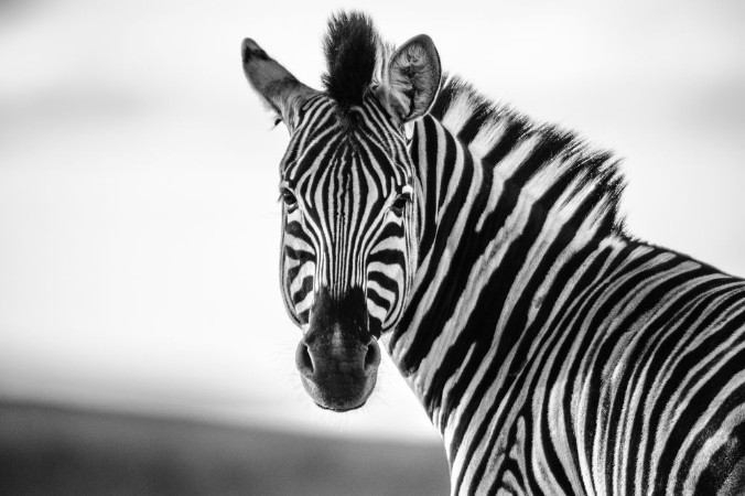 Bild på Zebra Straight on Black and White
