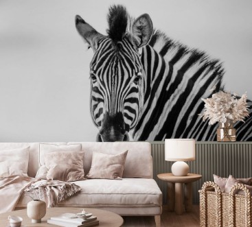 Afbeeldingen van Zebra Straight on Black and White
