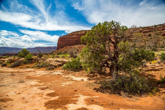 The Juniper Tree photowallpaper Scandiwall