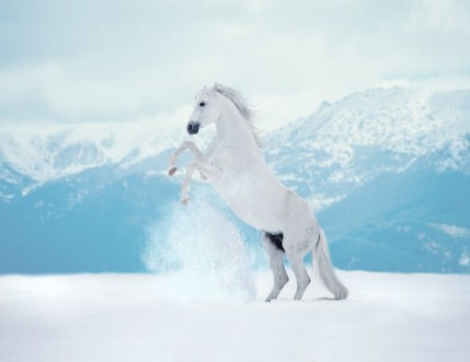 Picture of White reared horse on snow on mountains background