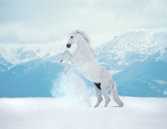Bild på White reared horse on snow on mountains background