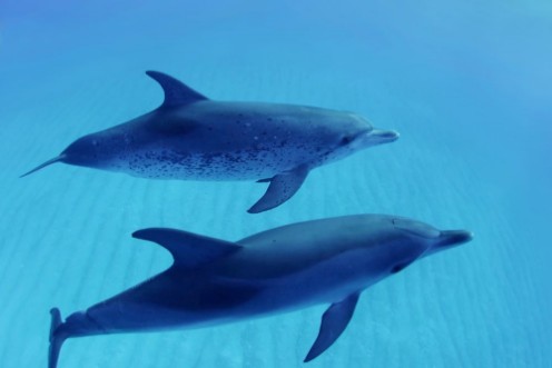 Afbeeldingen van Two dolphins swimming in blue water