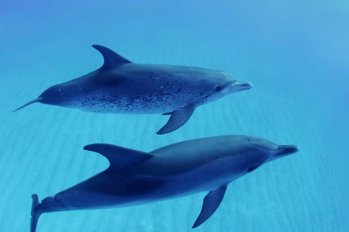 Afbeeldingen van Two dolphins swimming in blue water