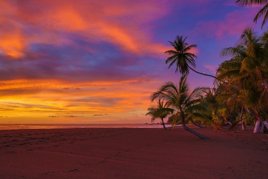 Picture of Vivid ocean sunset with clouds and palm trees