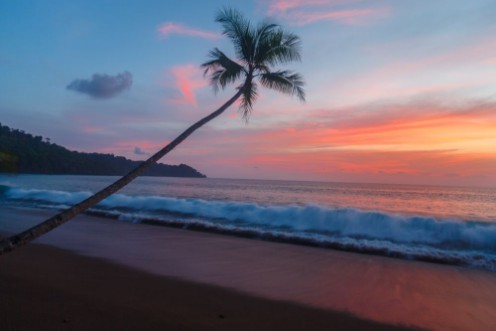 Afbeeldingen van Blue sky with pink sunset and palm tree as waves roll in
