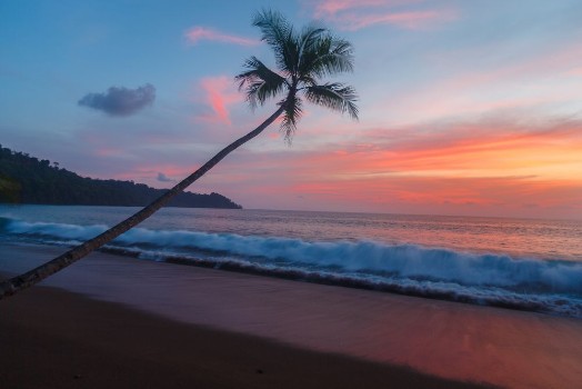 Picture of Blue sky with pink sunset and palm tree as waves roll in