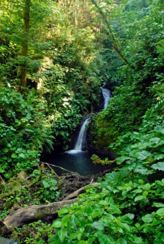 Afbeeldingen van Waterfall in lush tropical rainforest in Costa Rica where many plants grow that have uses in the pharmaceutical industry