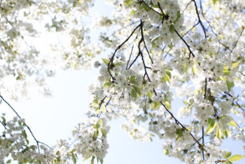 Picture of Spring tree