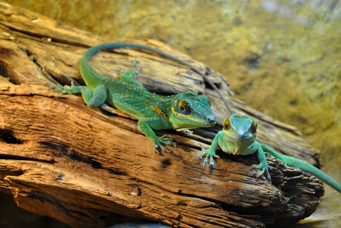 Image de Lézards geckos