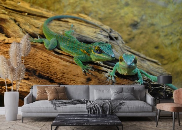 Image de Lézards geckos