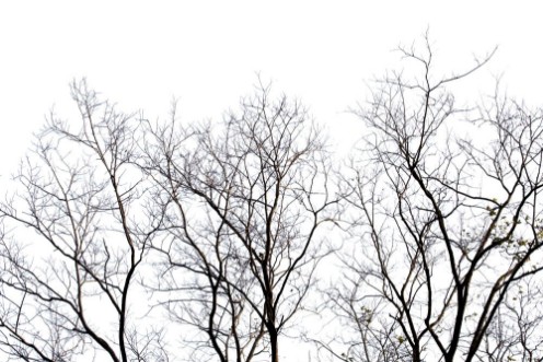 Picture of Dead branches  Silhouette dead tree or dry tree on white background with clipping path