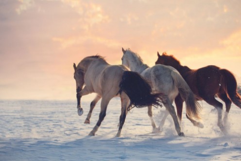 Picture of Three horses ran on snow to sanset Buckskin white and red horses galloping