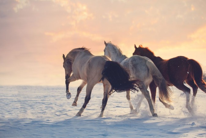 Afbeeldingen van Three horses ran on snow to sanset Buckskin white and red horses galloping