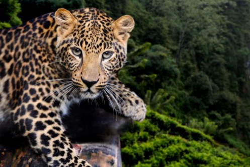 Afbeeldingen van Leopard in nature