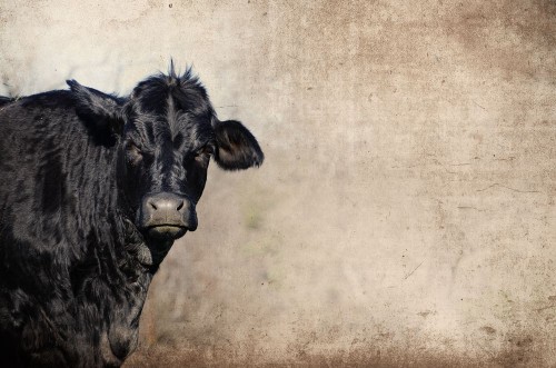 Image de Cute black cow on farm with grunge texture background great for agriculture or rural graphics