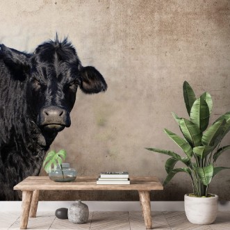 Afbeeldingen van Cute black cow on farm with grunge texture background great for agriculture or rural graphics