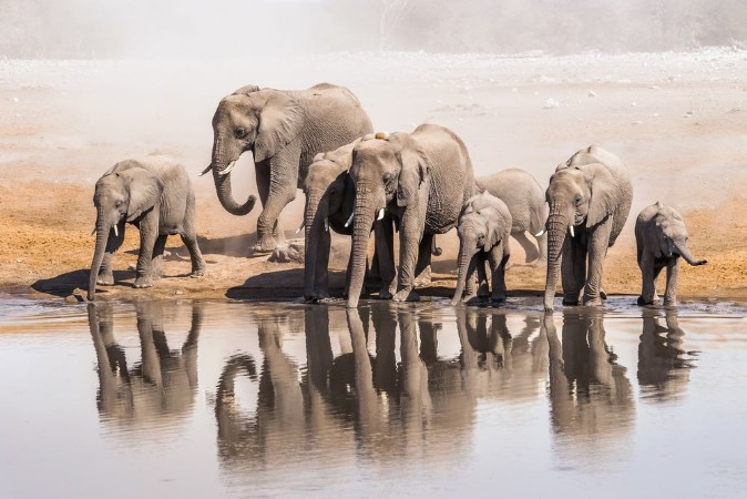 Afbeeldingen van Family of African elephants drinking at a waterhole in Etosha national park Namibia Africa