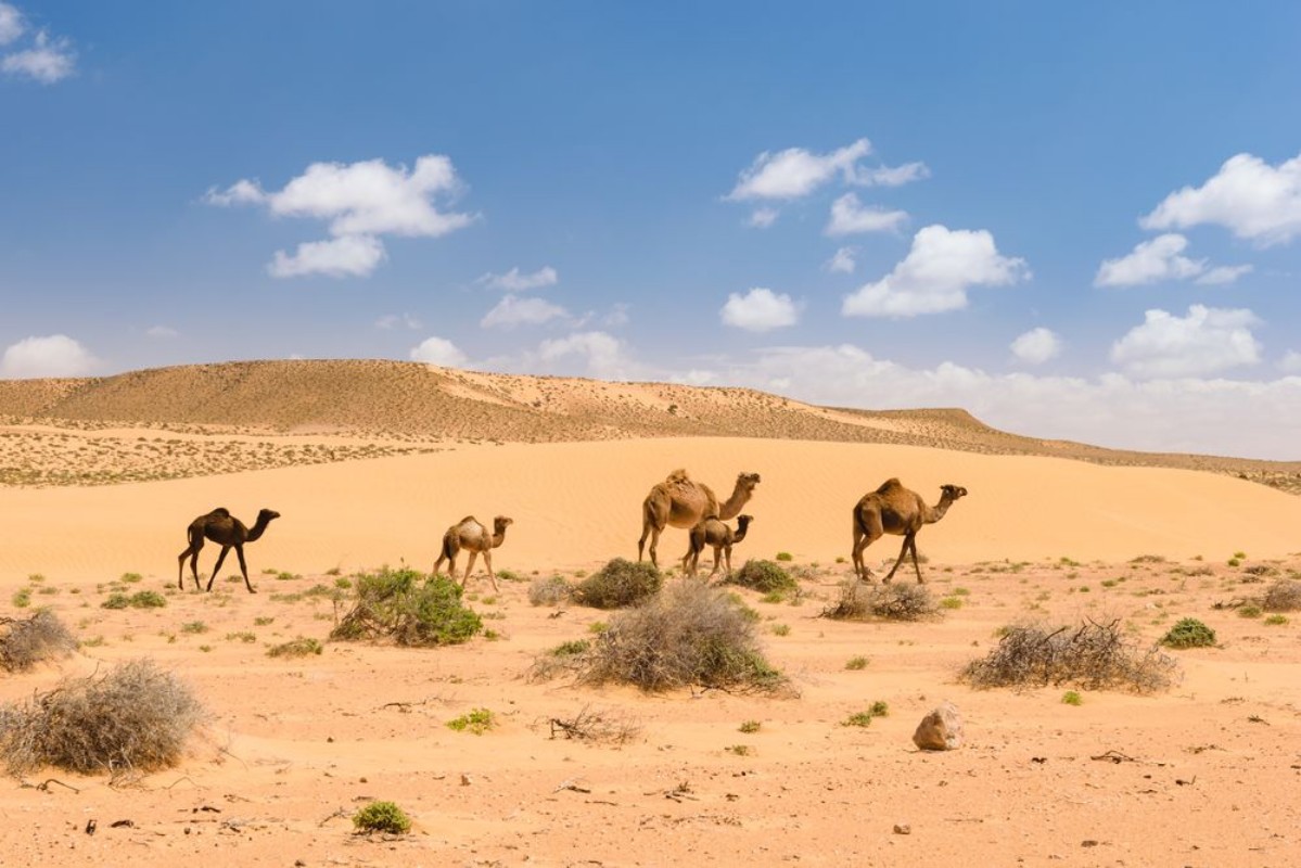 Afbeeldingen van Herd of Arabian camels with foals in the desert Morocco 