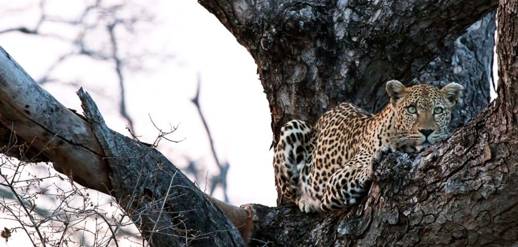 Bild på Leopard