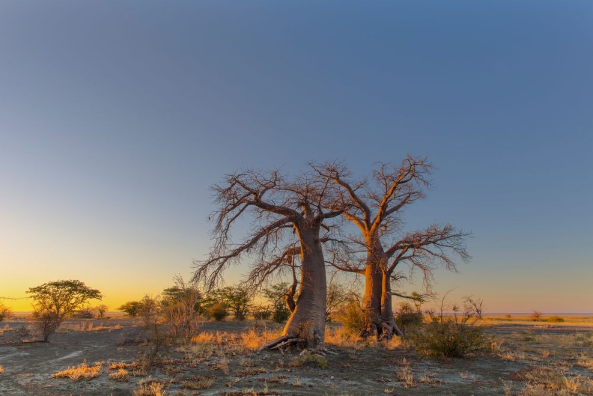 Image de Baobab trees in yellow morning light