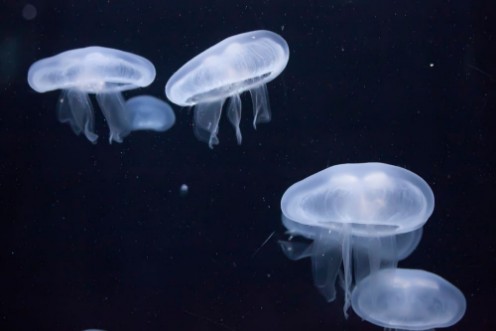 Afbeeldingen van Glowing jellyfish close-up in the aquarium