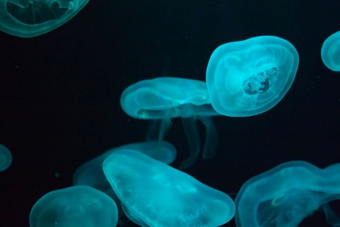 Afbeeldingen van Glowing jellyfish close-up in the aquarium