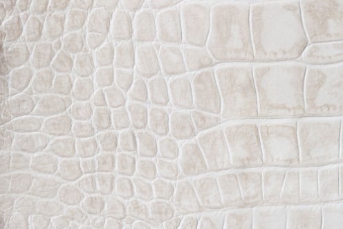 Picture of Fashion cream scales macro exotic background embossed under the skin of a reptile crocodile Texture genuine leather close-up light tones trend