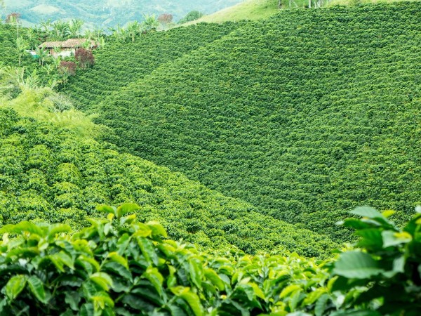 Picture of Coffee Plantation