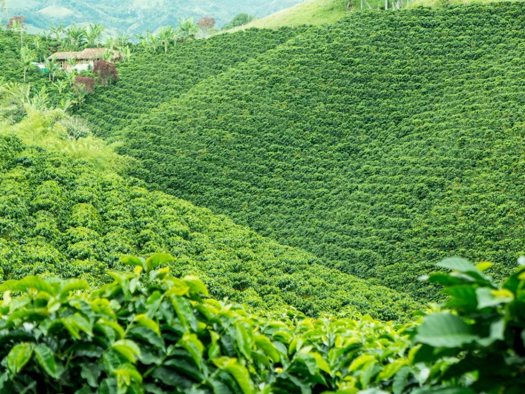Bild på Coffee Plantation