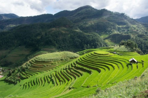 Image de Green Terraced Rice Field motion by strong windmotion blur