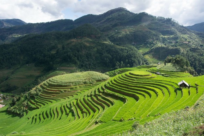 Picture of Green Terraced Rice Field motion by strong windmotion blur