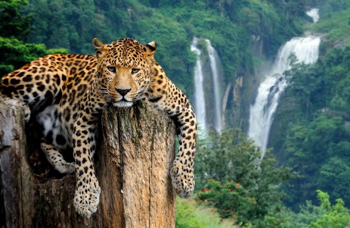 Picture of Leopard on waterfall background