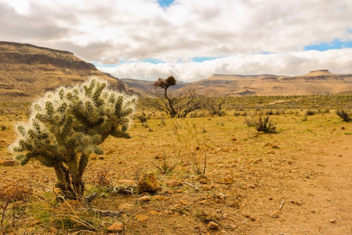 Picture of Californian Cacti