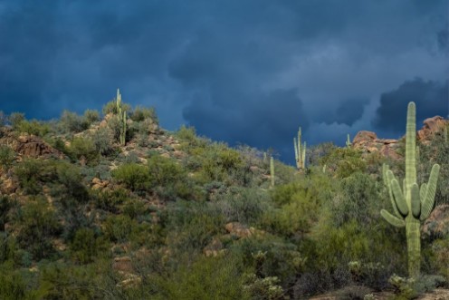 Bild på Before the Storm in the Tonto National Forest